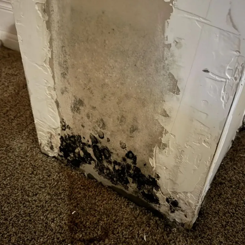 Professional Mold Removal in Ozark, MO